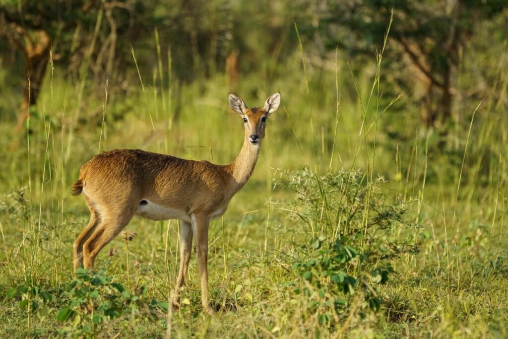 The cutest oribi I saw in Murchison Falls National Park