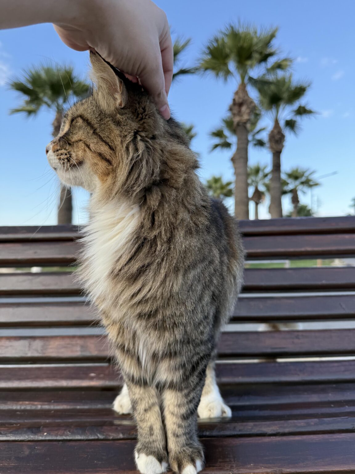Is it „dangerous“ to touch, pet and cuddle the street cats here?
