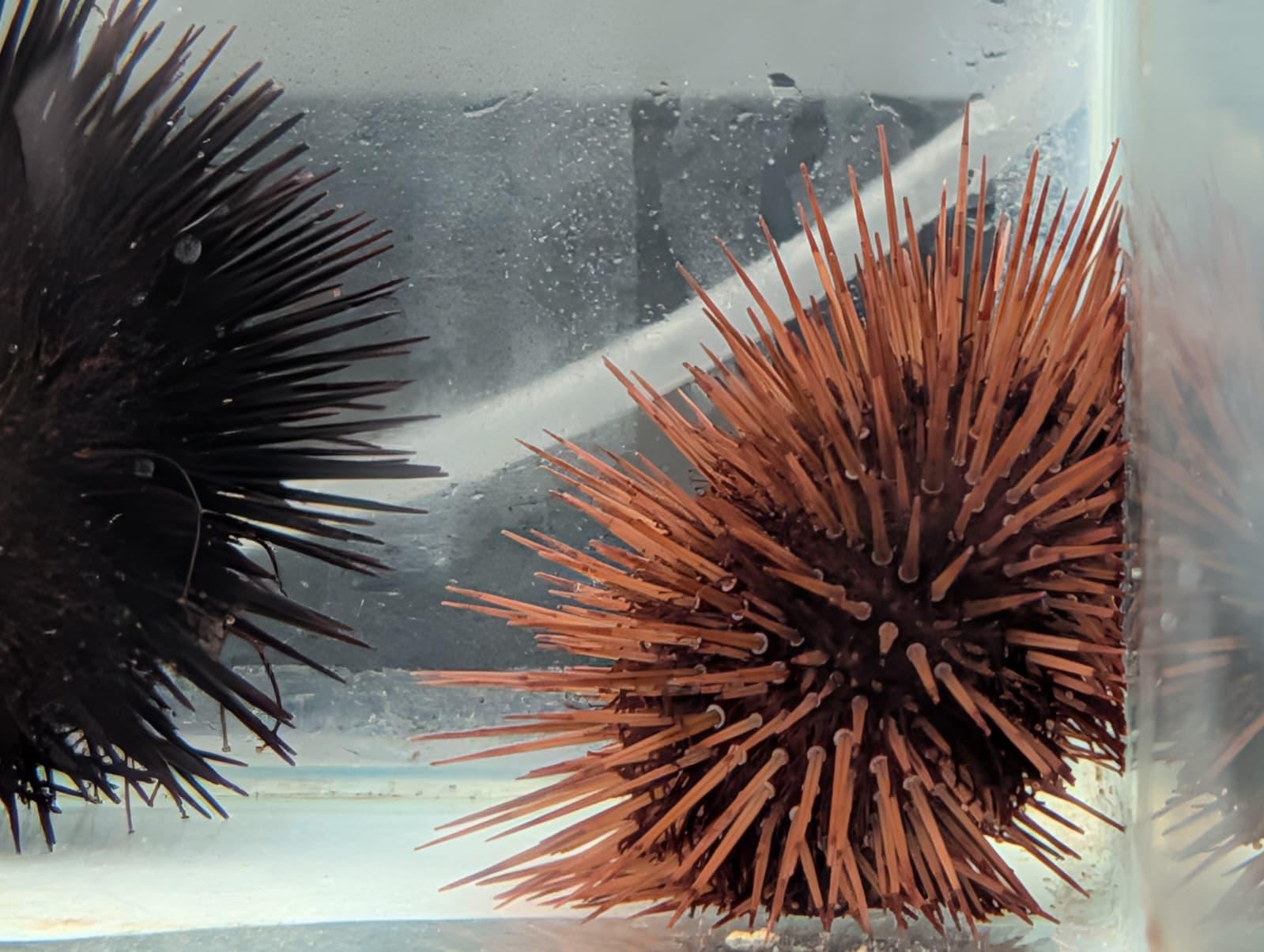 Adult sea urchin