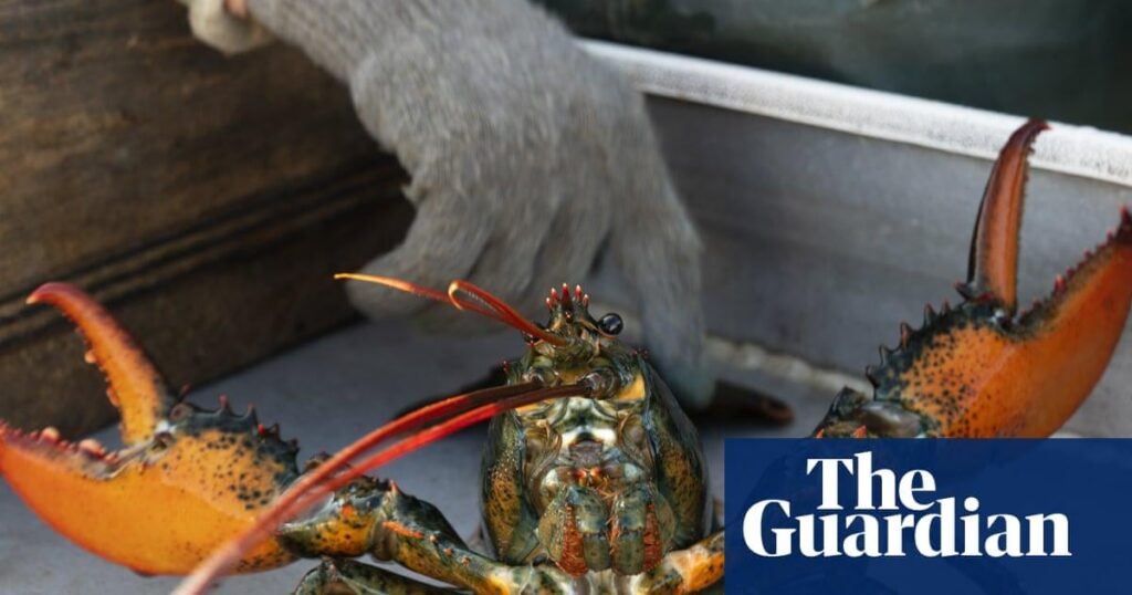 Boiling lobsters alive to be banned in UK animal cruelty crackdown