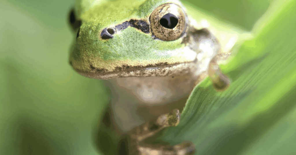 Frog gut bacterium eliminates cancer tumors in mice with a single dose: Single shot of E. americana intravenously to mice with colorectal cancer completely eliminated tumors in every treated animal, with ongoing protection. When mice were later re-exposed to cancer cells, none developed new tumors.