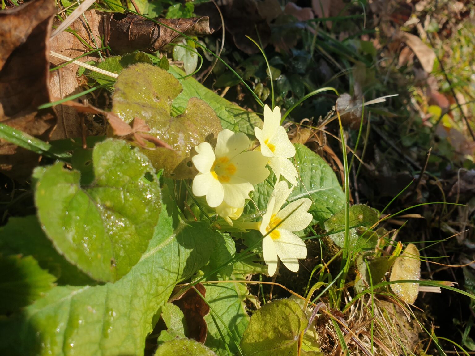 Spring is already here - bot