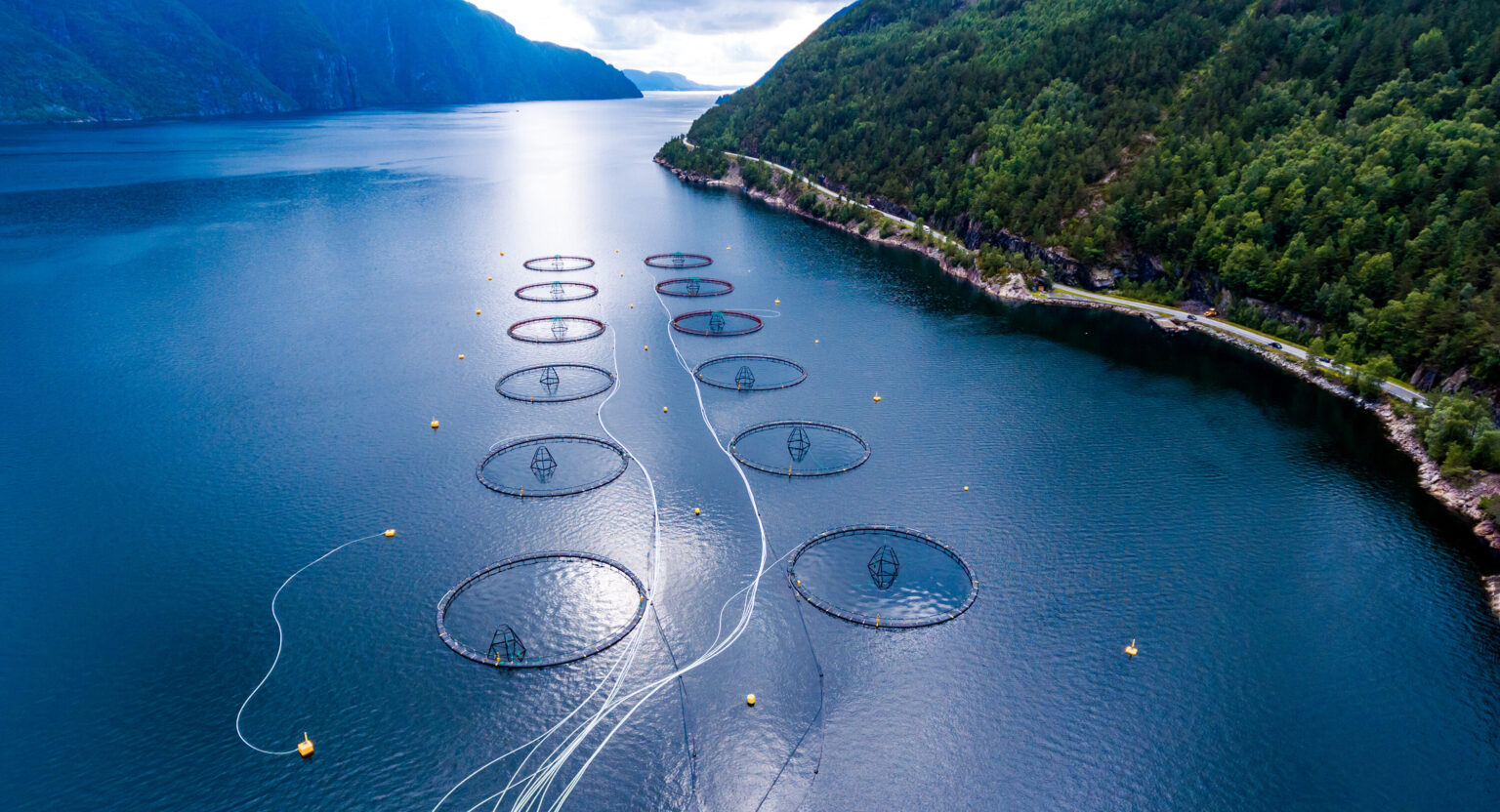 Norway salmon spot prices correct for New Year's week, as Chile, Scots continue to firm