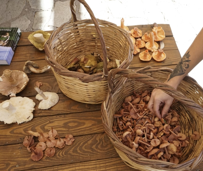 Agrafon mountain hut mushrooms