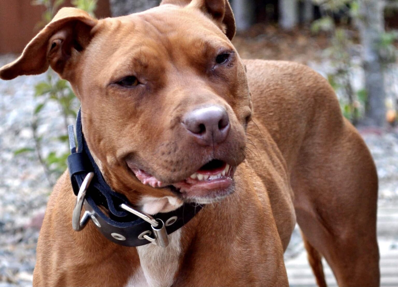 Pit bull dog