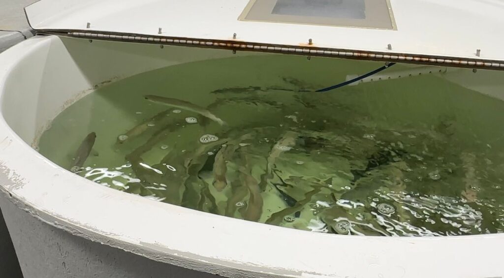 A new report by a legislative task force recommends creating a state-level center for working with the “Blue Economy,” which includes aquaculture. (Spectrum News file photo)