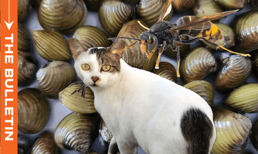 How cats, clams and Asian hornets are putting Aotearoa’s wildlife at risk How cats, clams and Asian hornets are putting Aotearoa’s wildlife at risk