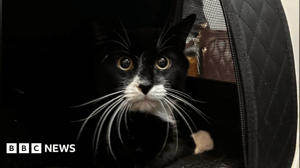 Cat rescued after being put up for sale on Vinted
