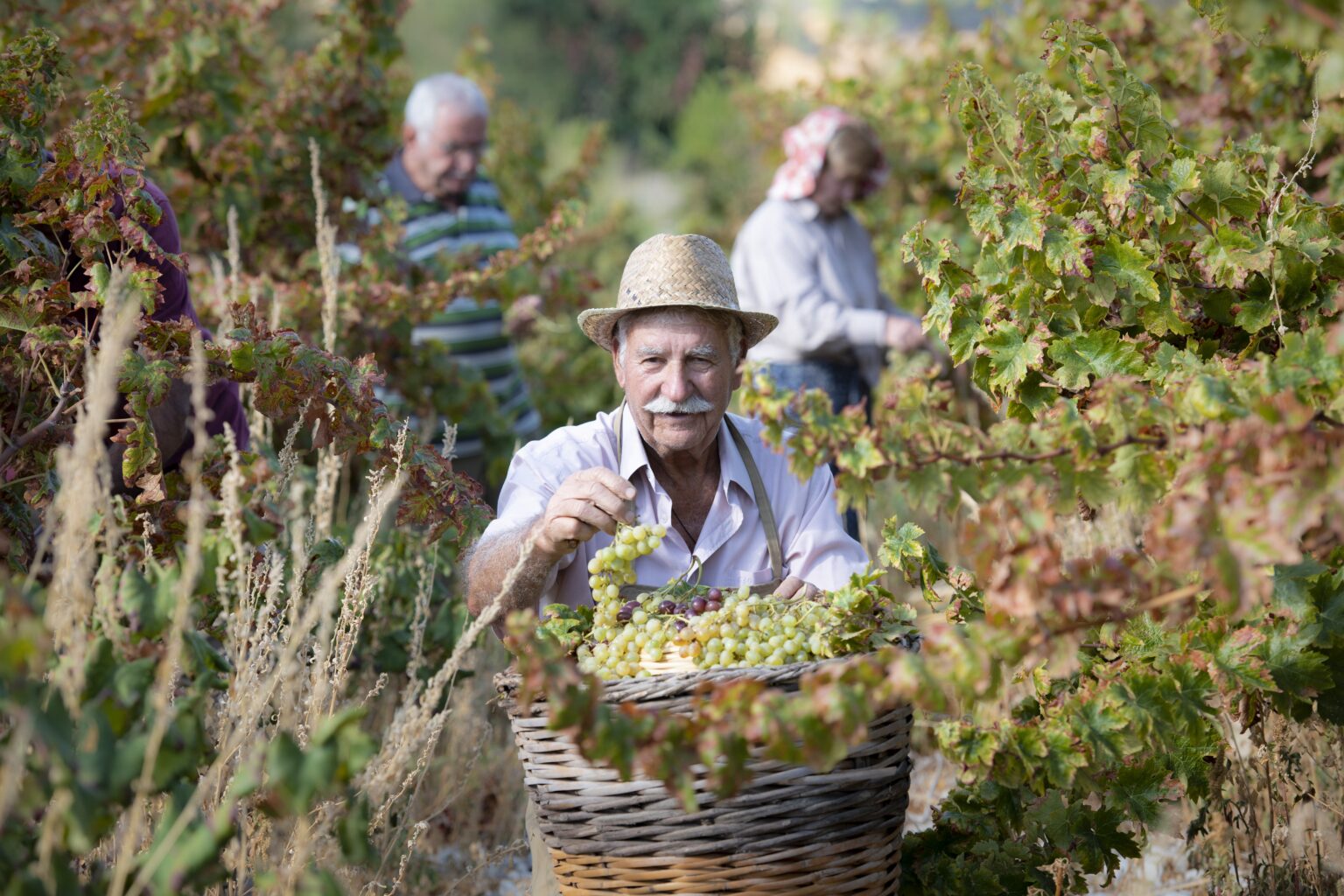 cover Commandaria secures Unesco heritage status