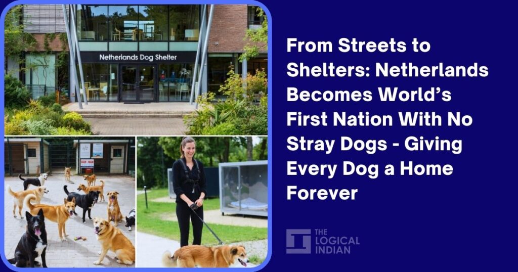 From Streets to Shelters: Netherlands Becomes World’s First Nation With No Stray Dogs - Giving Every Dog a Home Forever