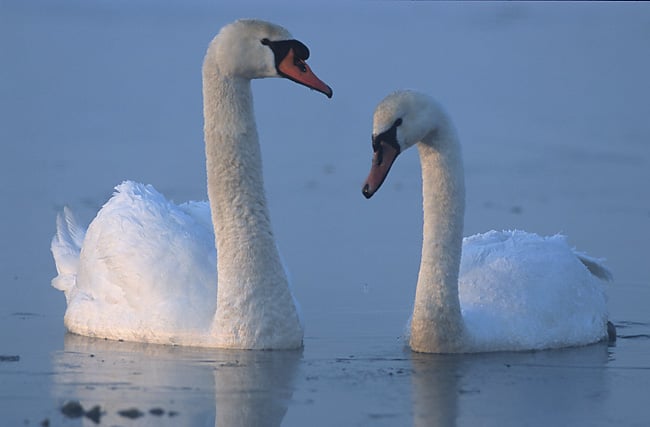 Kerkini lake Greece