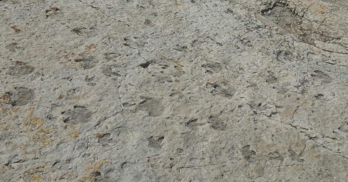 Dinosaur prints