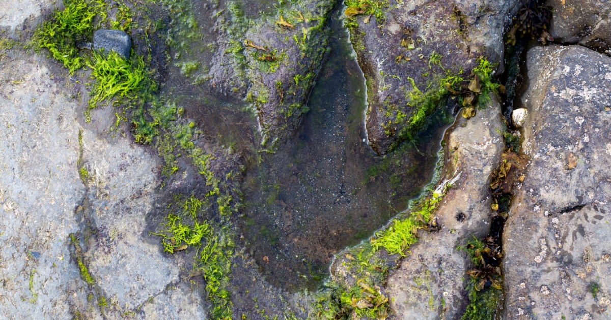 Dinosaur print