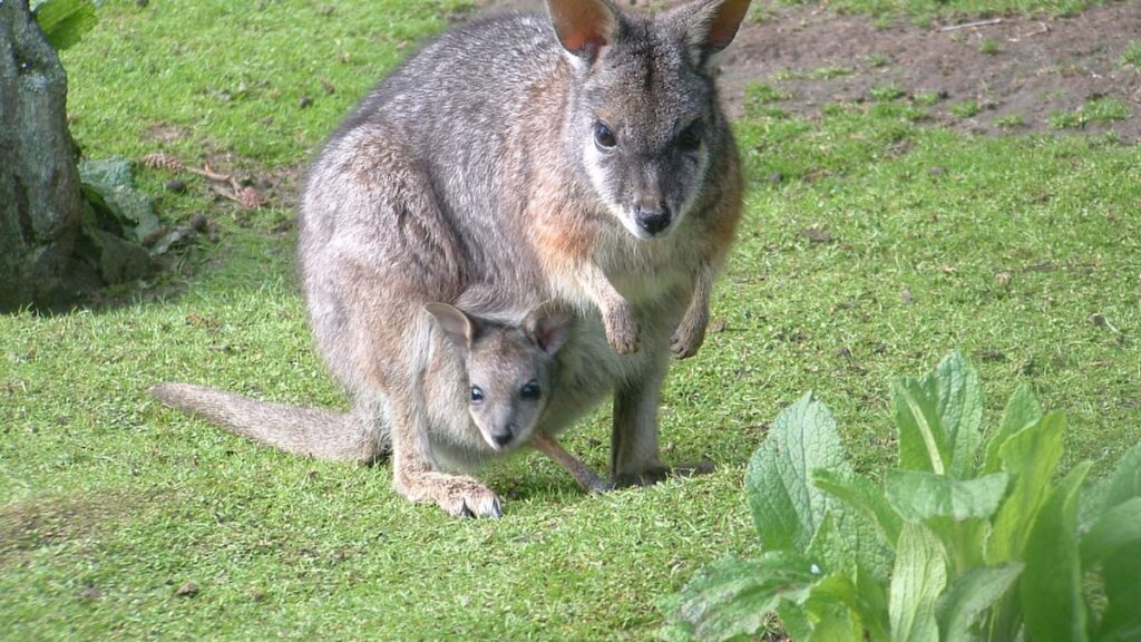 Bay of Plenty wallaby infestation: 2000 controlled this year Bay of Plenty wallaby infestation: 2000 controlled this year
