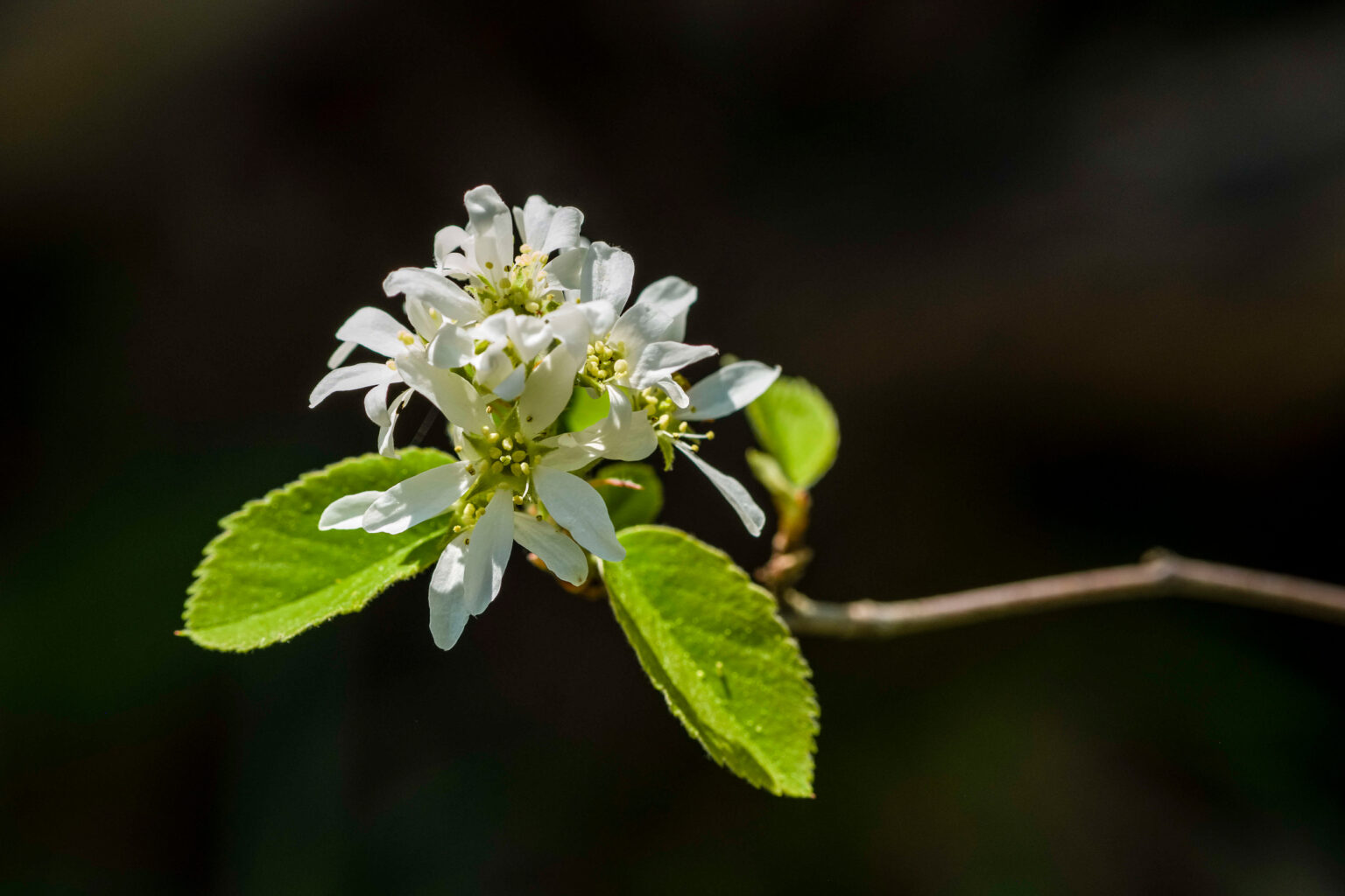 Lessons on Scaling Gift Economies—and How It Can Help the Planet A serviceberry blooming. Credit: Frank Bienewald/LightRocket via Getty Images