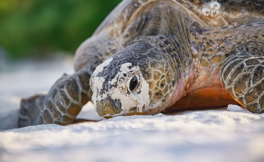 Seven Good News Stories You Missed This Year Seven Good News Stories You Missed This Year