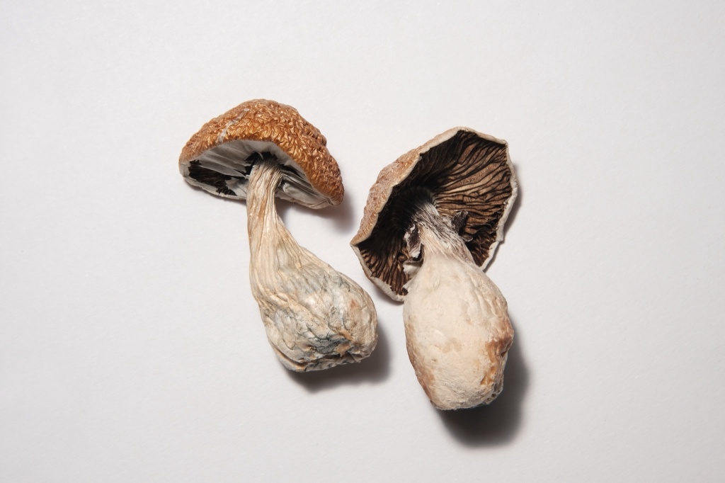 psilocybin mushrooms czech republic legalizes therapeutic use