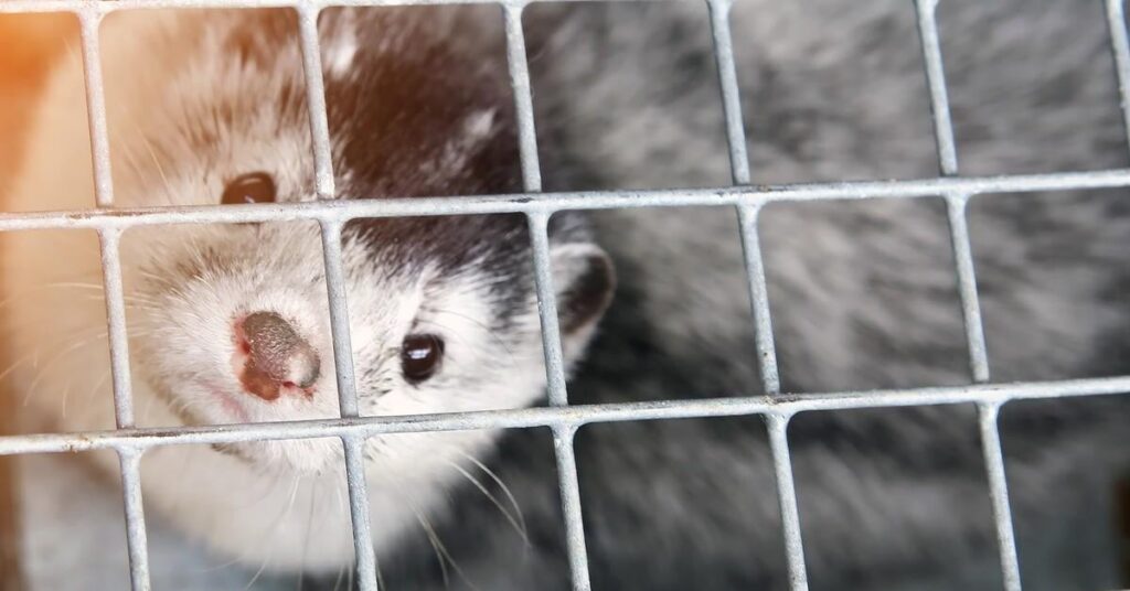 President Nawrocki signed a ban on breeding animals for fur. 8 years of transition period and compensation for breeders