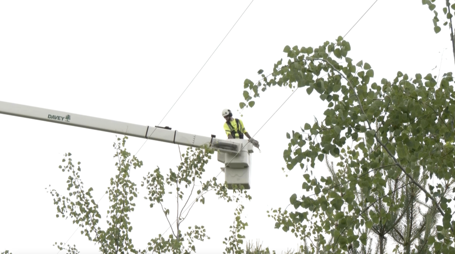 Supporting tree initiative sustainability and safety – 910News.com