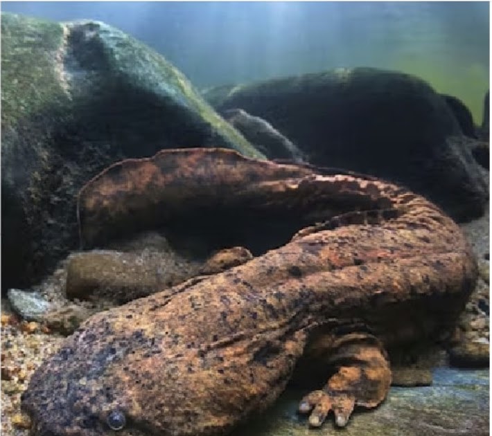 DCNR Invests Nearly $530,000 To Support 15 Projects To Protect Pennsylvania’s Native Biodiversity Across the Commonwealth