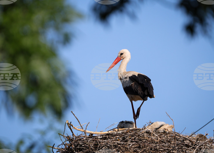 Seventeen White Storks with Permanent Disabilities from Bulgaria Find New Home in Italian Rescue Centres