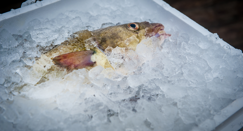 Iceland's whitefish auction sees rare pre-Christmas correction