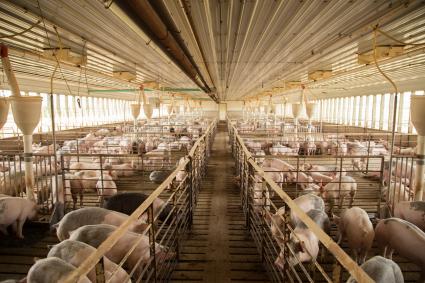 African swine fever confirmed in Spain after three decades