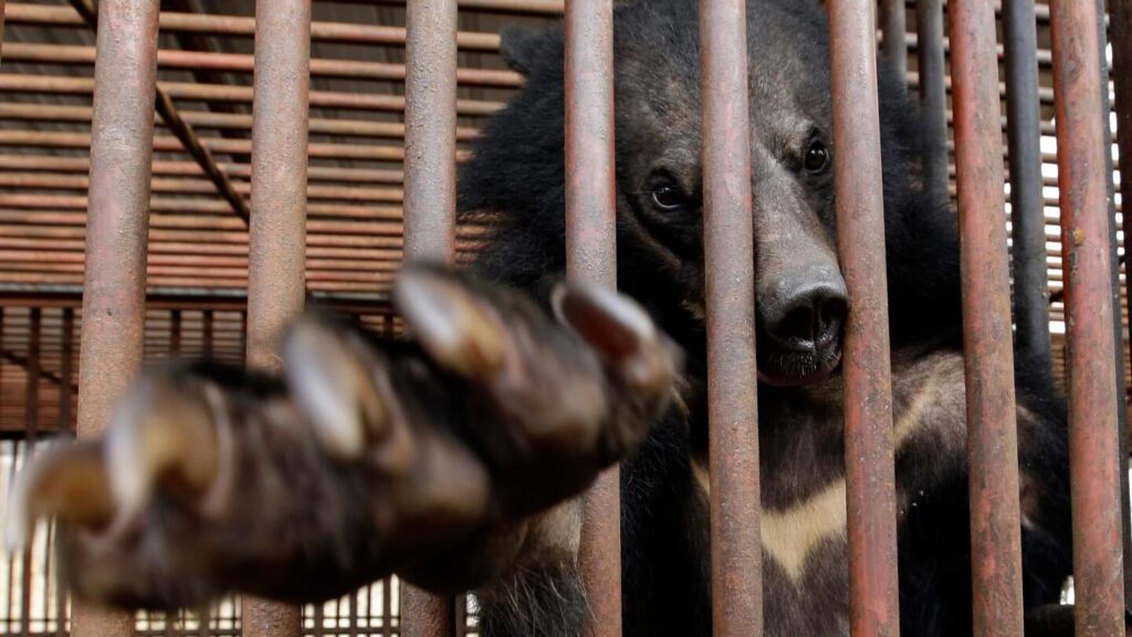 South Korea will end breeding of bears and extraction of their bile