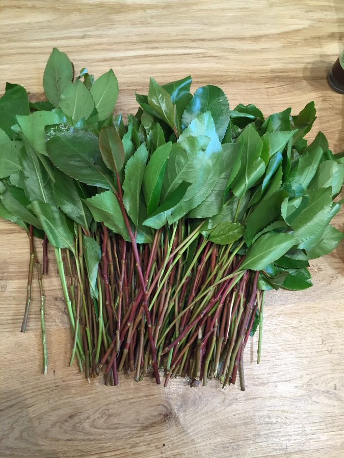 2 Charedi Women Arrested For Smuggling 96 Kg Of Khat Into Czech Republic