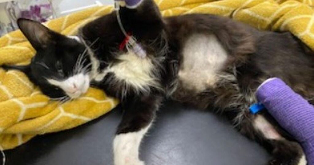 Dying cat dumped 'like piece of rubbish' in Greater Manchester river at Christmas
