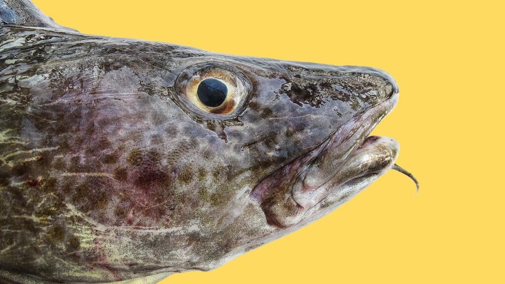 If the minister is to follow the scientists' advice, he must close a large part of Danish fishing. So what does he do? [lader være med at stille op til interview]