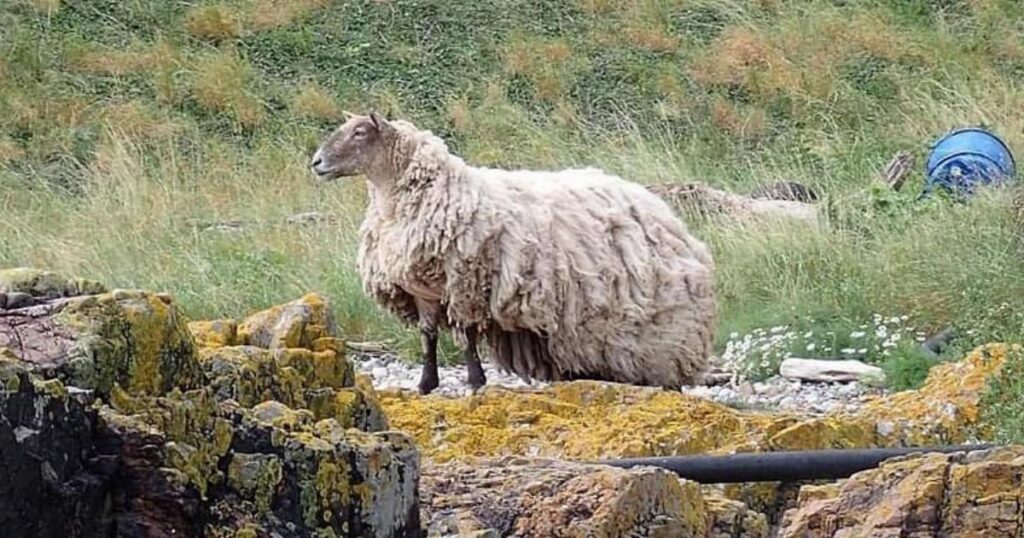 Britain’s ‘loneliest sheep’ is expecting twins after two-year weight loss journey