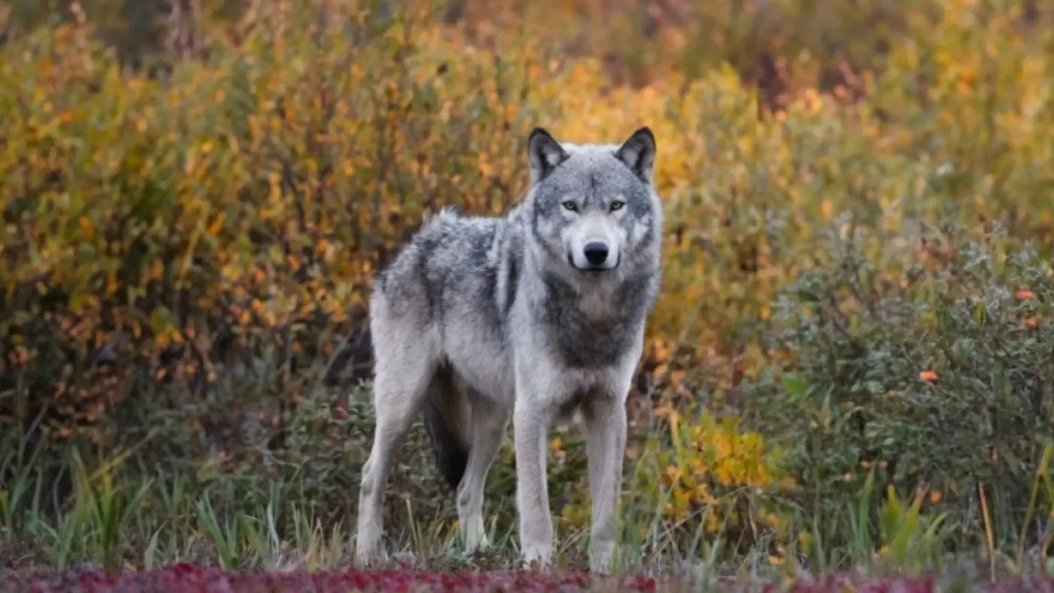 Greece identifies its first wolf-dog hybrid – The Greek Herald