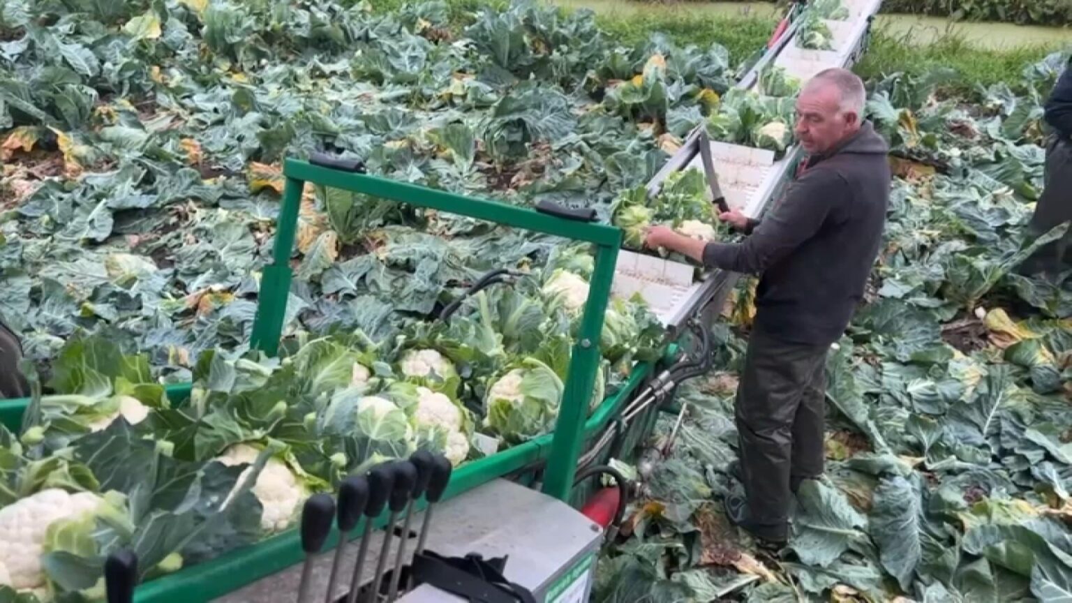 The cauliflower fields are bursting at the seams: mass retailers and the industry are calling on the French to buy this French vegetable and not at all expensive