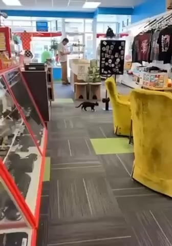 Catbot