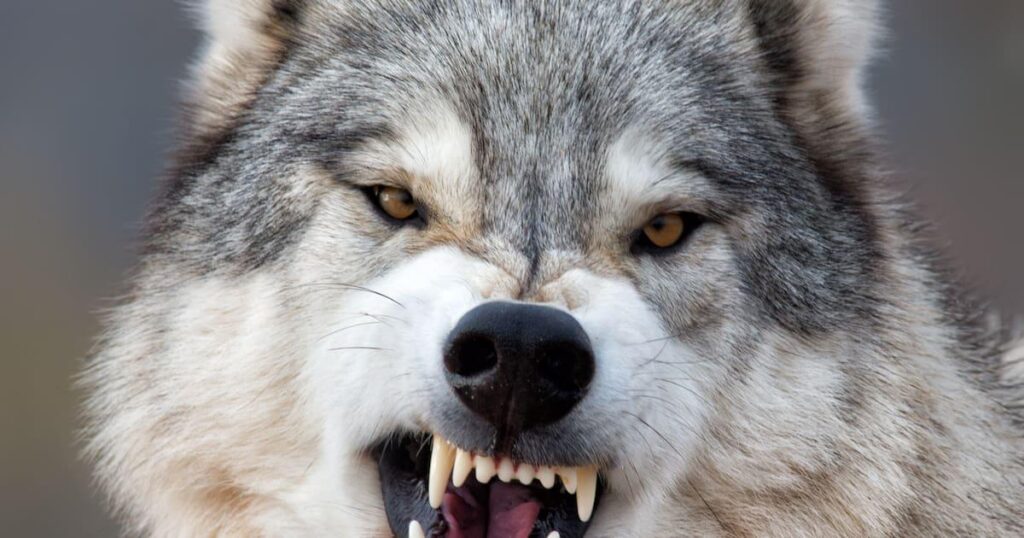 The “alpha male” does not exist, let’s deconstruct the myth