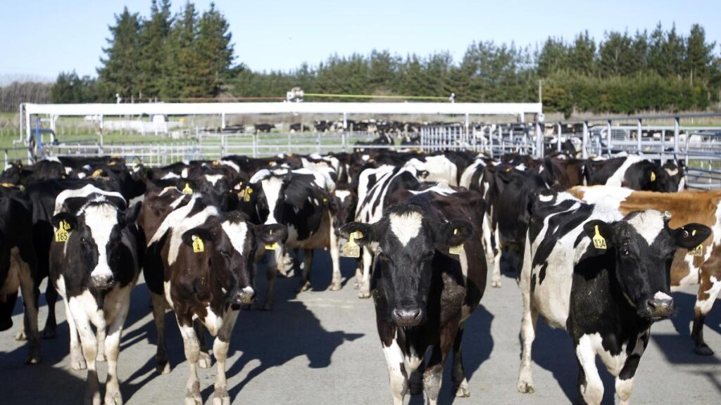 No duty concessions by India on dairy sector for New Zealand under trade pact