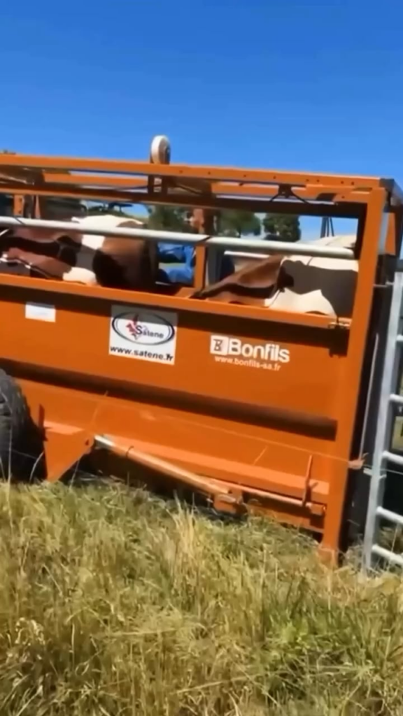 Contagious lumpy skin disease: immersion with farmers fighting to save their cows [synthèse de l'enquête-vidéo du media Vakita du 11 septembre 2025 par le journaliste Ulysse Thevenon]