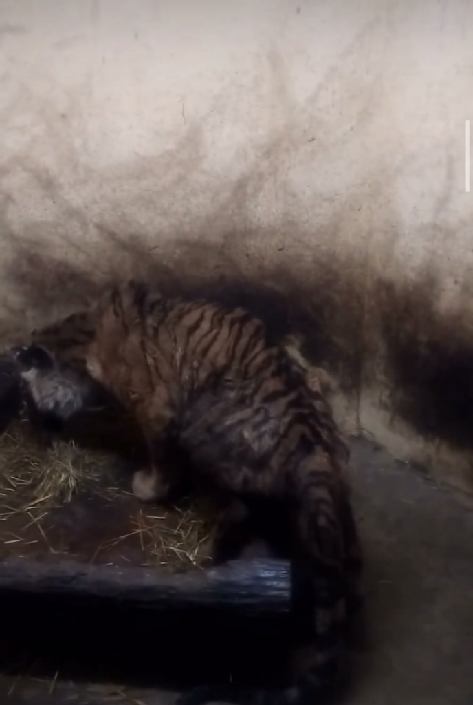 The condition of the tiger in the Palic Zoo, the tourist "pearl" of Serbia.