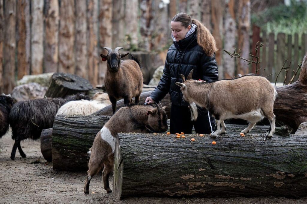 VIDEO Employees of the Zagreb ZOO presented the animals with Christmas gifts