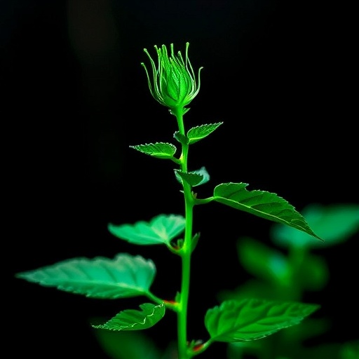 Plants Use Photoreceptors for Diverse Environmental Signals
