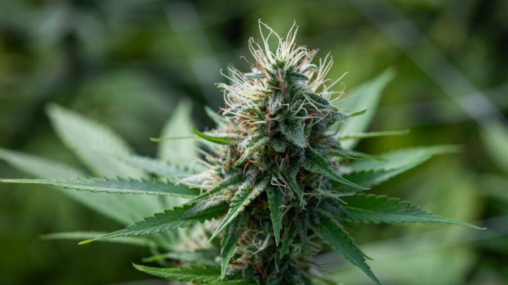 FdI: 'Light cannabis is legal again, but with a maximum tax of 40%'