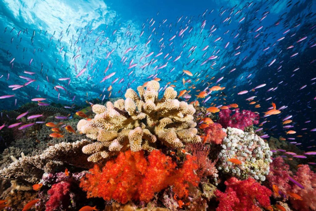 Coral reefs have fuelled severe global warming in Earth's past