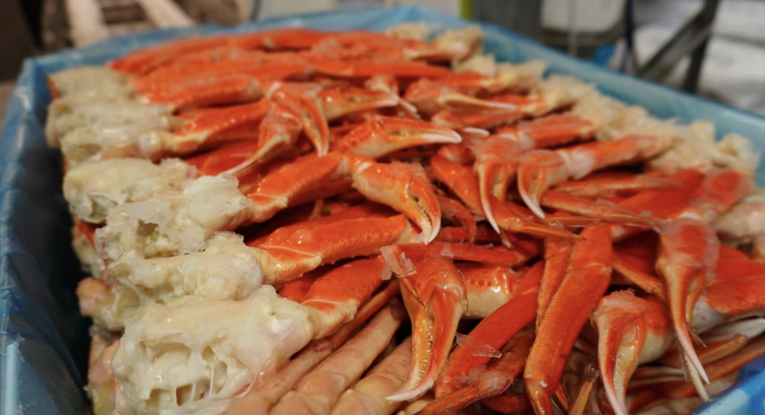 Norway raises mandatory live snow crab landings from 2026