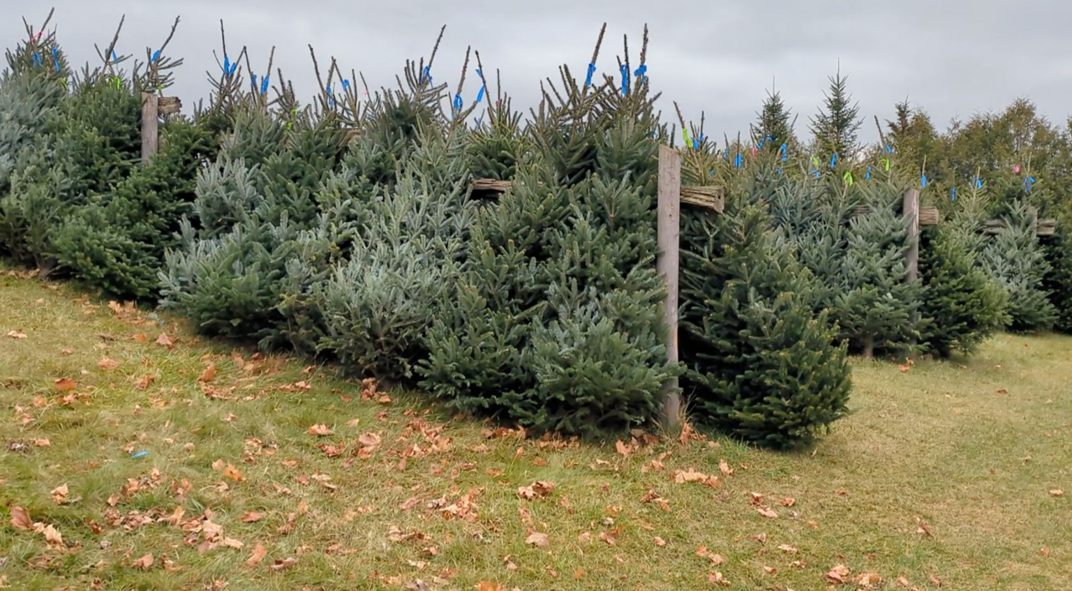 Christmas Tree Lab is trying to save a long-standing tradition from climate change