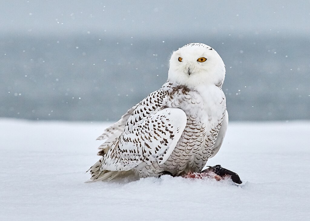 Sweden declares Snowy Owl now extinct in country | IceNews item-thumbnail