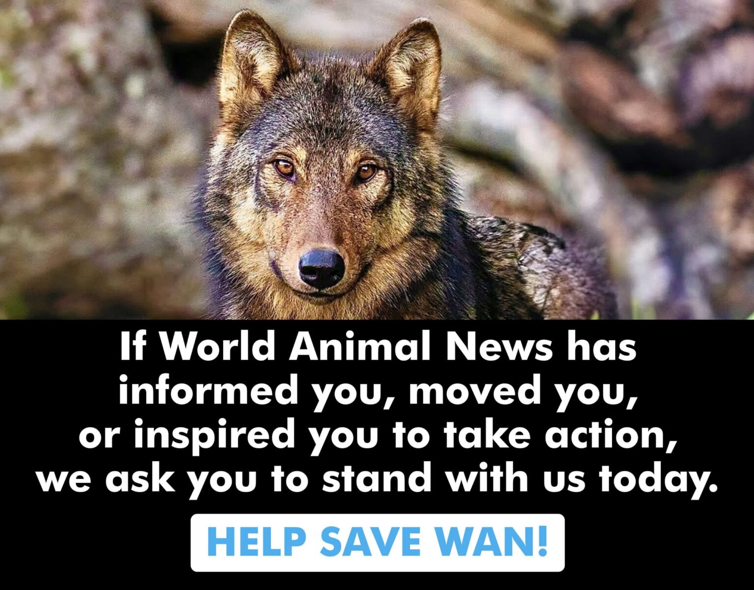 Historic Win! Poland Becomes 18th EU Nation To Ban Cruel Fur Farming