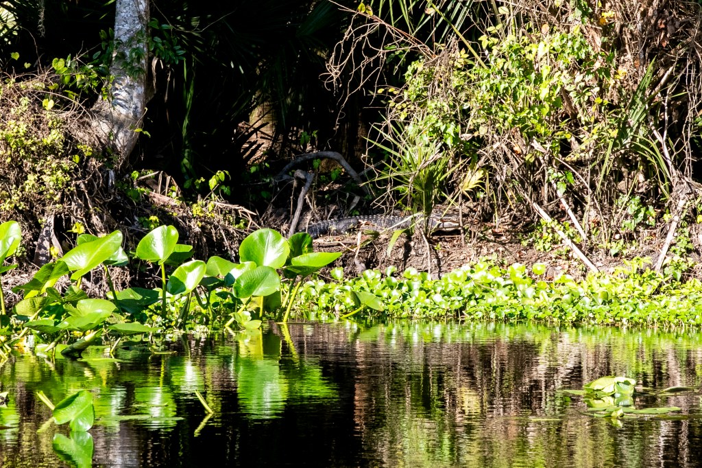 Florida leads nation in cuts to environmental jobs: Report