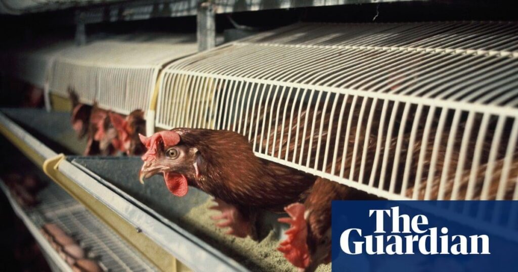 Hen cages and pig farrowing crates to be outlawed in England