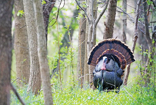 WI Daily Update: Voice your opinion on wild turkey management